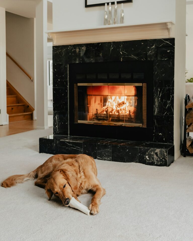 Préparer l&rsquo;arrivée d&rsquo;un Golden à la maison