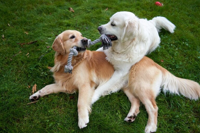 Le Golden Retriever et la vie familiale